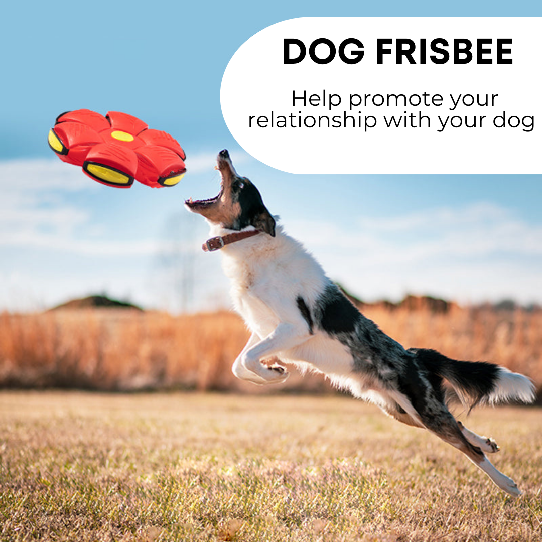 WhimPaw™ Dog Frisbee